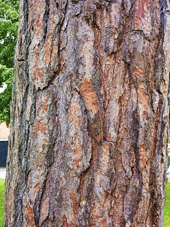 Could not resist a picture of this lovely tree bark