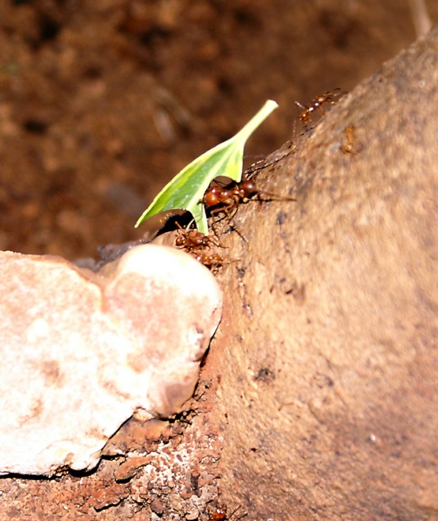 Leaf cutter Ant.