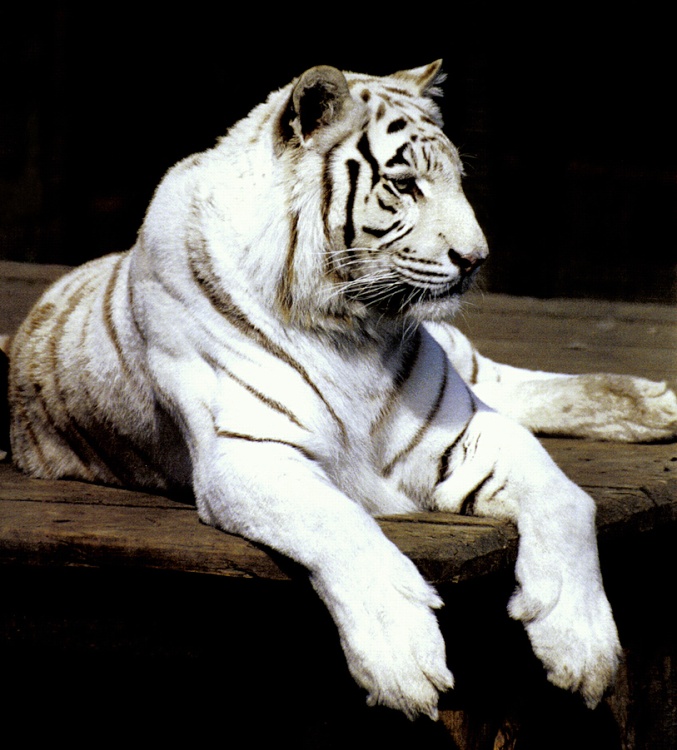 White Tiger.