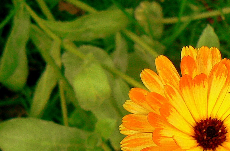 Colourful summer flower