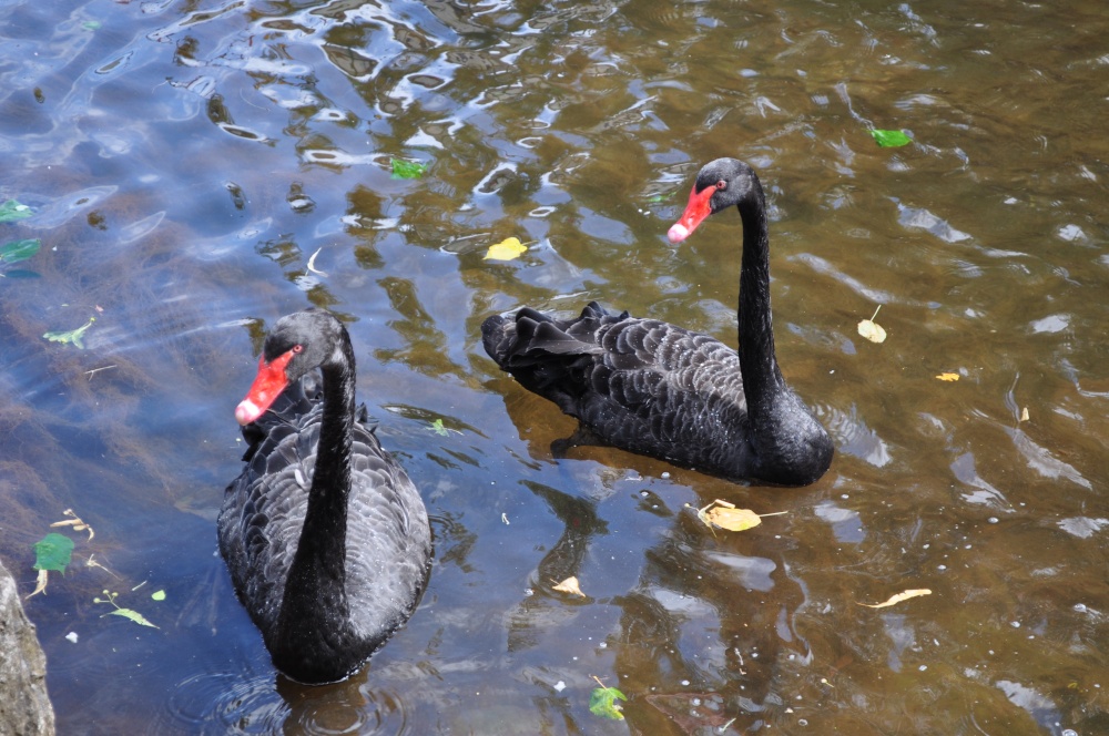 Black Swans of Dawlish