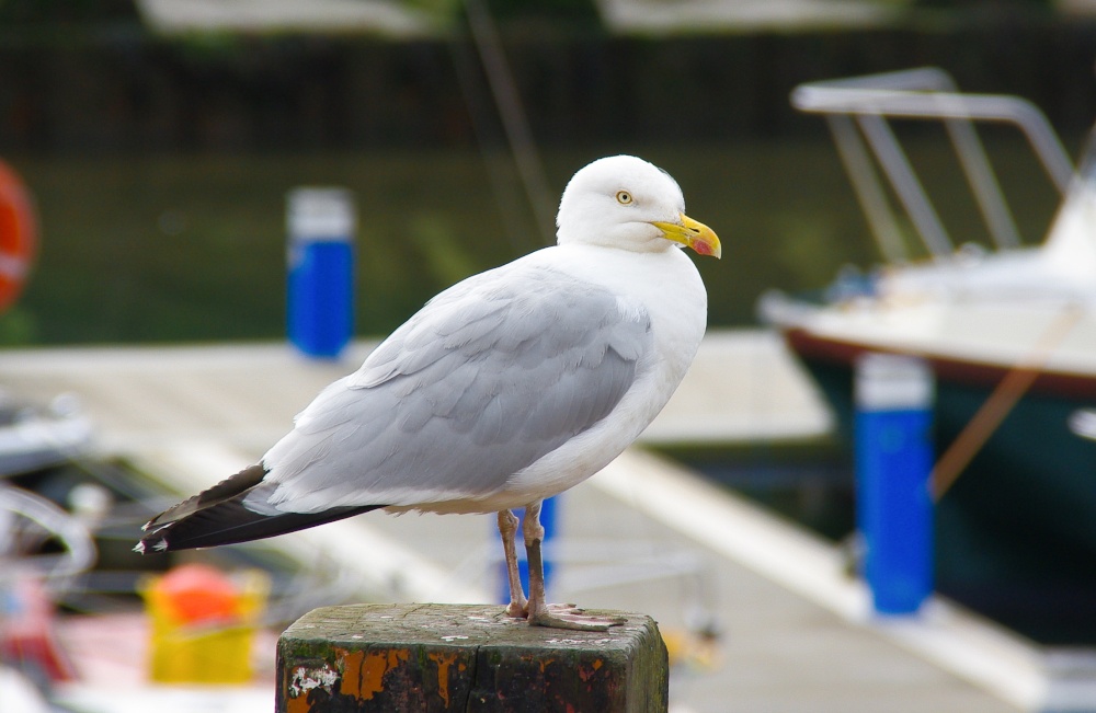 Gull in Scarborough