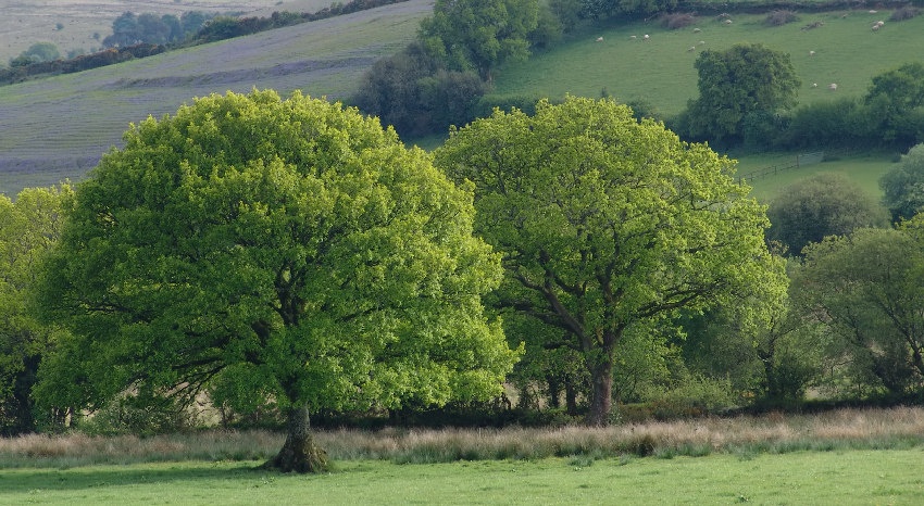 Dartmoor Trees
