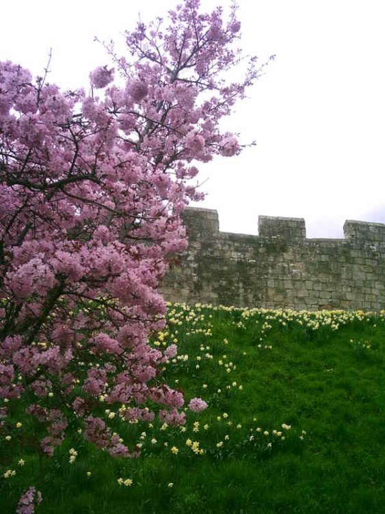 York's City Walls in bloom !