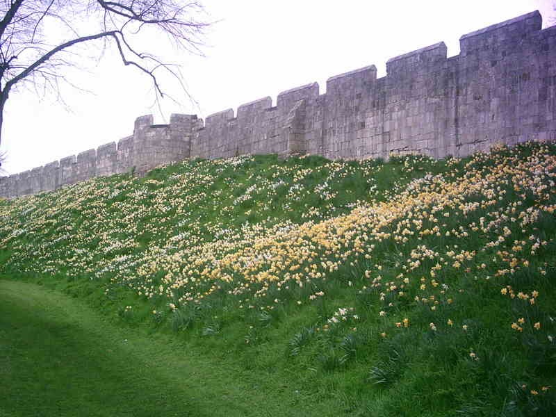 City of York's Walls in bloom !