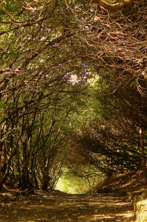A tree tunnell !
