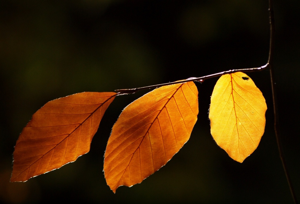 Beech leaves, Mixbury, Oxfordshire