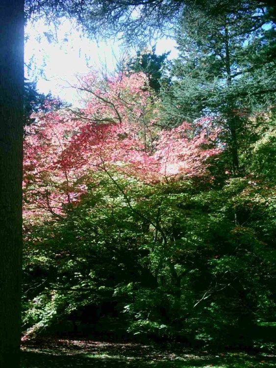 Westonbirt Arboretum - October 2010