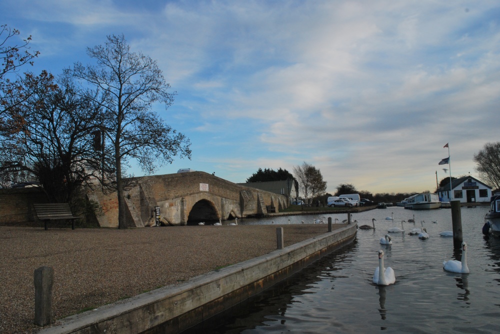 The swans at Potter Heigham
