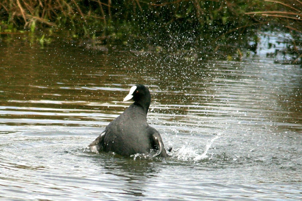 Bathtime for a Coot.