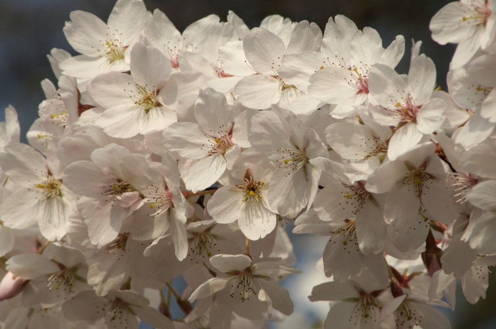 Blossom at Padbury, Buckinghamshire