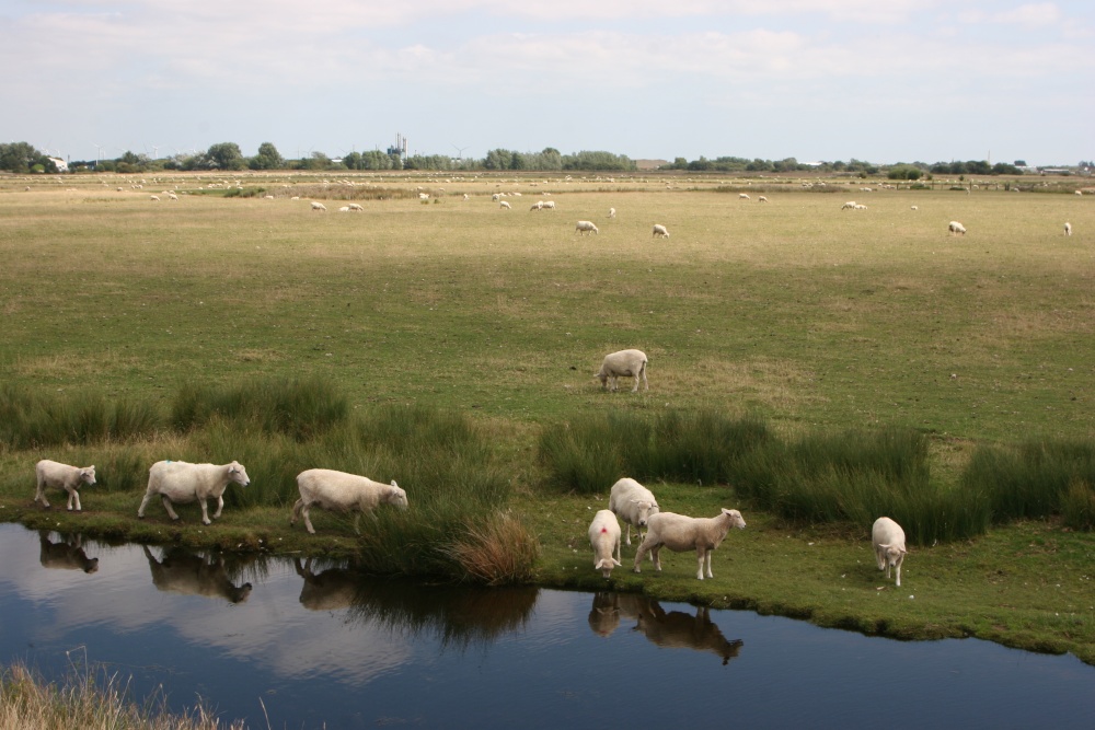 Sheep on the marshes at Rye
