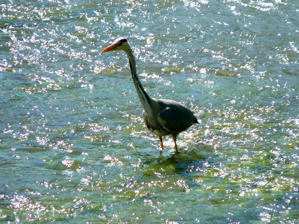 THE HERON IS ON THE HUNT
