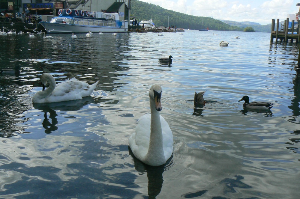 Swan Lake!!