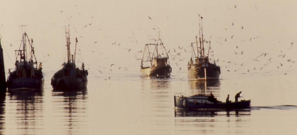 The herring fleet