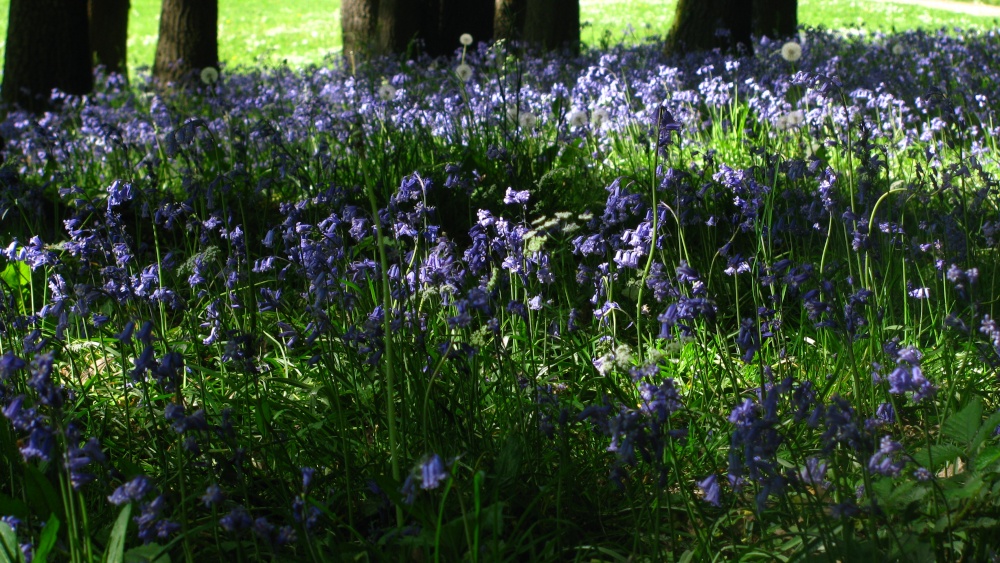 Bluebells under the Trees
