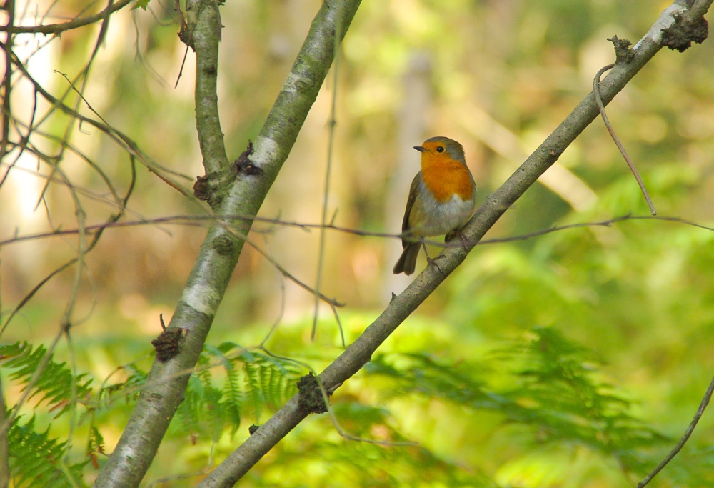 Robin on Brownsea Island
