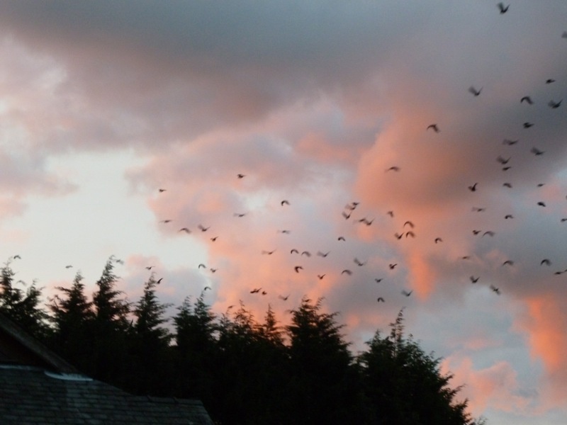Rooks above Hawkshead at dusk.