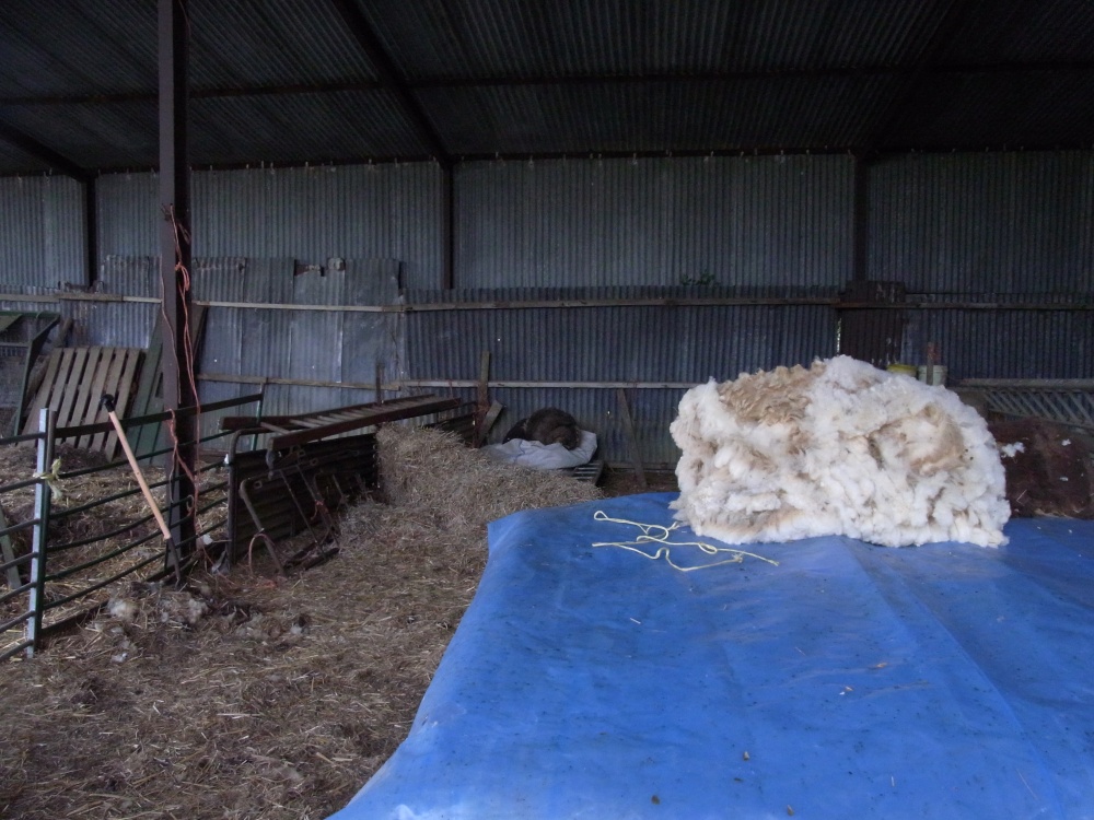 Sheep shearing shed