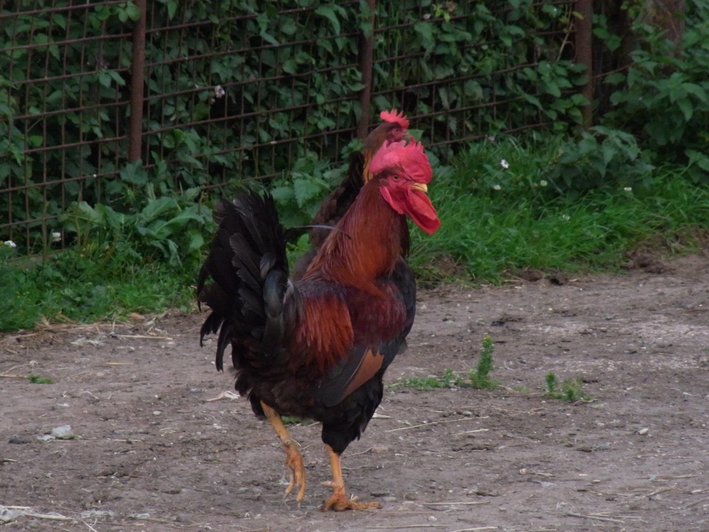 Little red Rooster