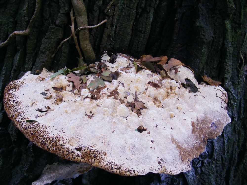 The Fungi Landscape