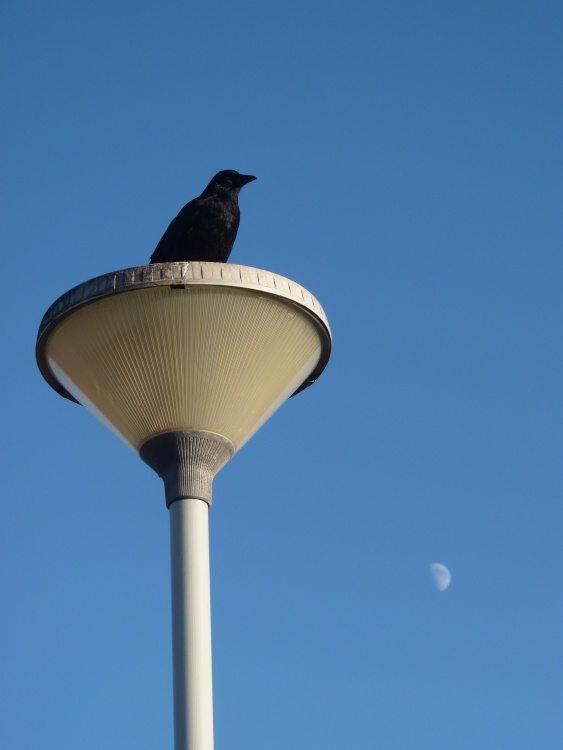 And The Crow Looked Over The Moon