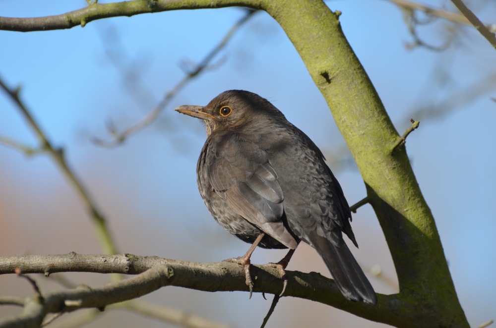 Blackbird at Watermead Park