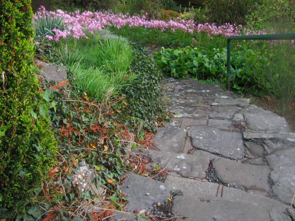 Steps to Lilies