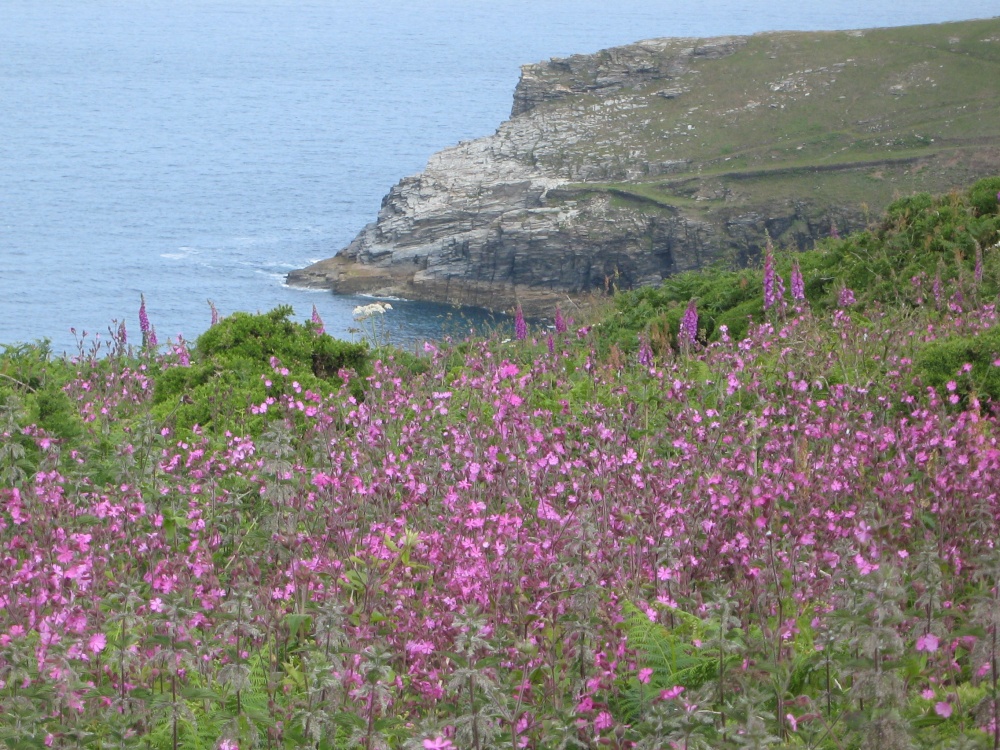 Coastal wildflowers near Tintagel
