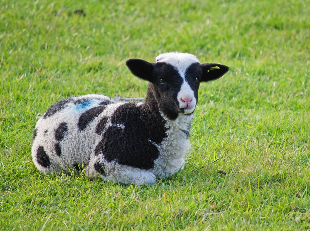East Farleigh Lamb