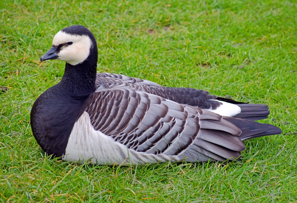 Goose at Leeds Castle