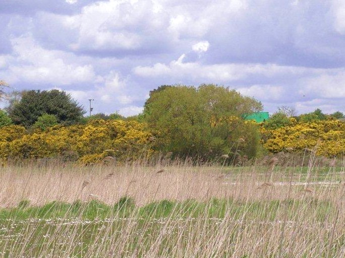 Gorse at the golf course on Southwold Common