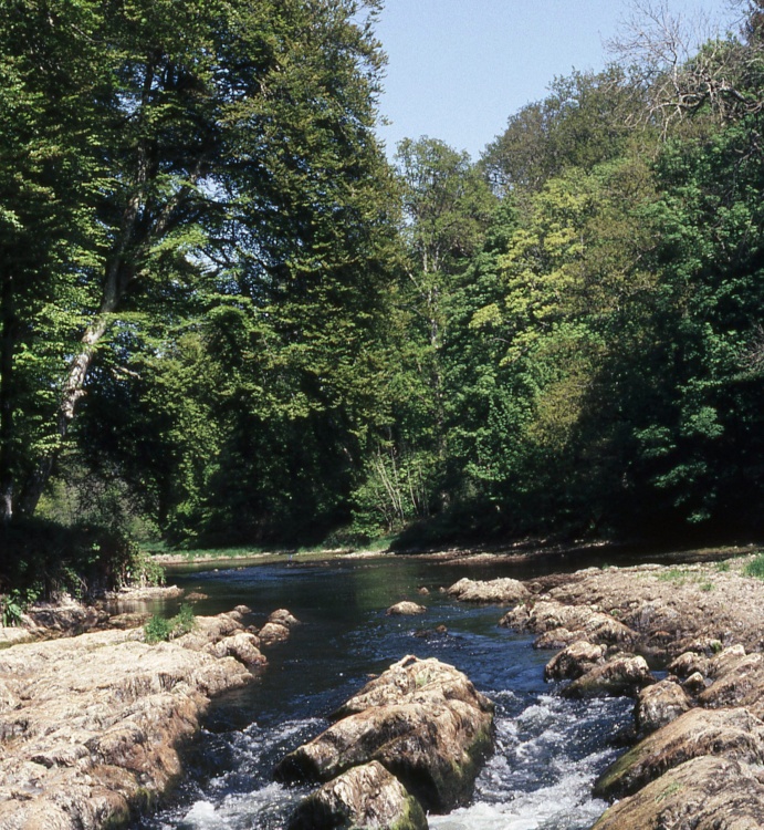 The River Teifi at Henllan