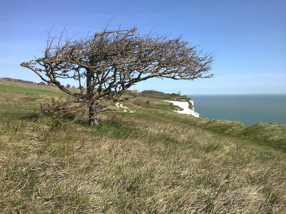 Between the Lighthouse and Dover