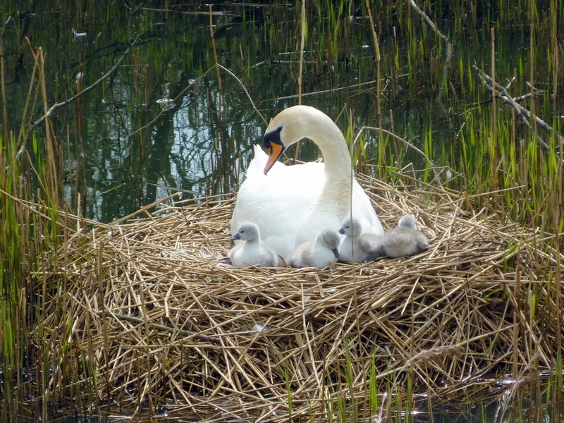 Swan and her cygnets on their nest at Hardwick Hall Country Park, Sedgefield