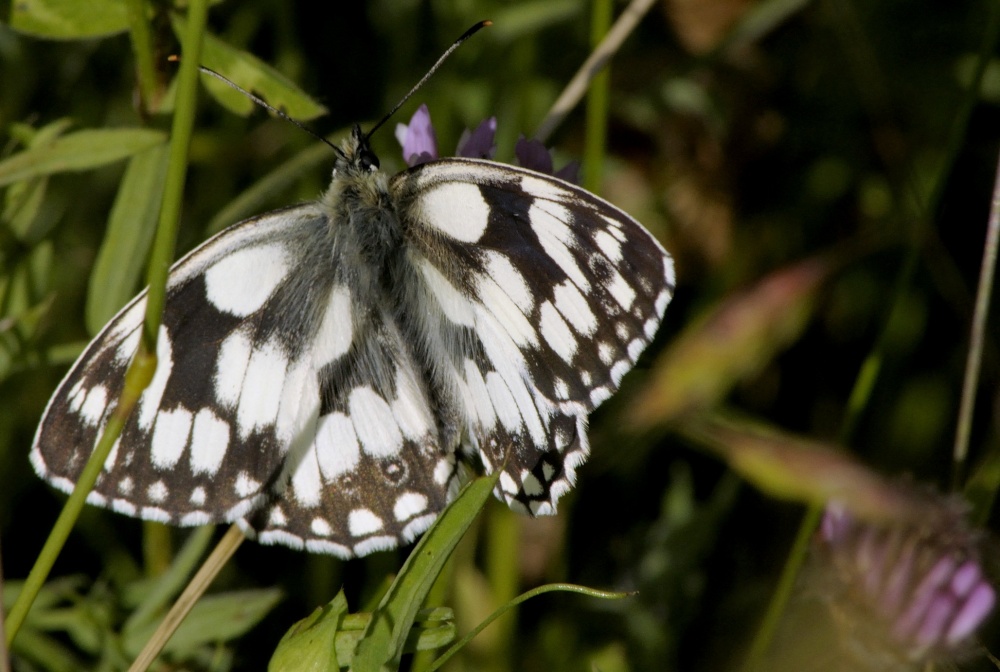 Marbled White butterfly, Rushbeds Nature Reserve, Bucks