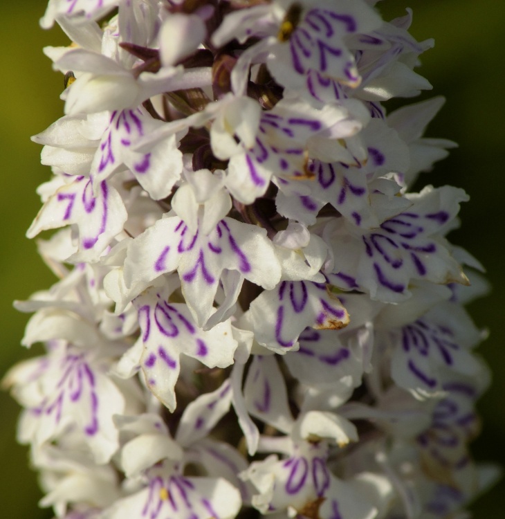 Common Spotted Orchid, Rushbeds Nature Reserve, Bucks