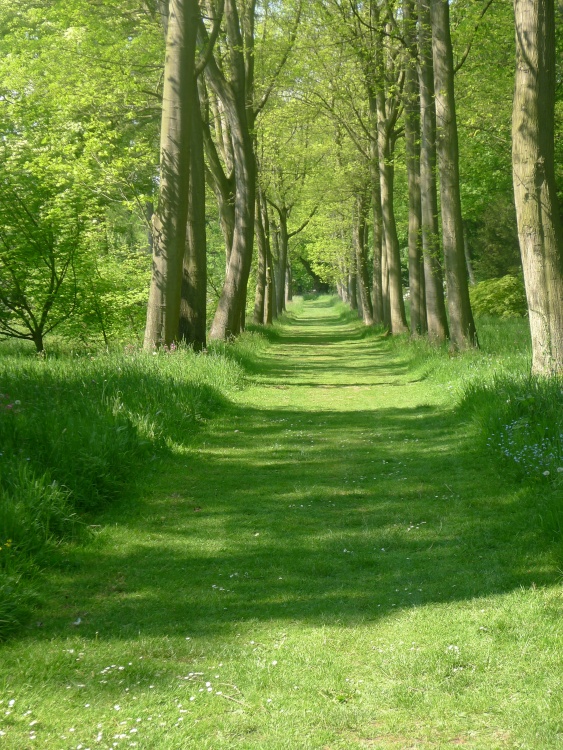 Walking Track, Thorp Perrow Arboretum