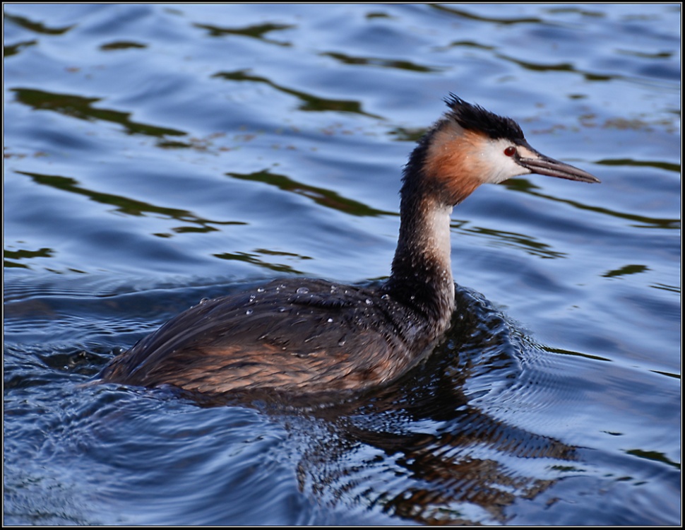 Great Crested Grebe, Stretham.