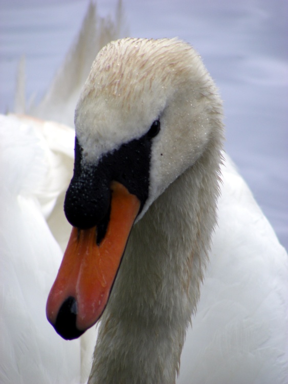 Mute Swan at Valentines Park, Ilford