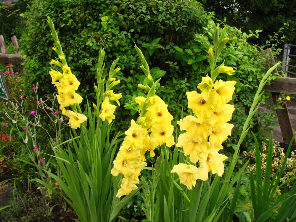 Yellow Gladioli