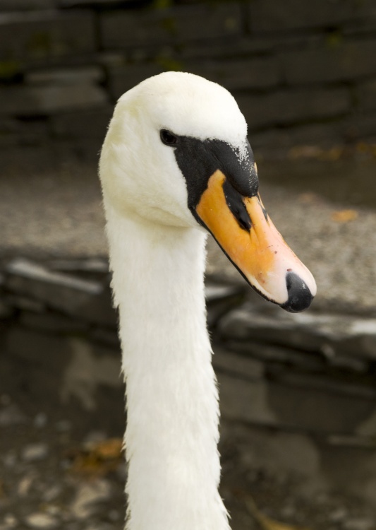 Bowness swan 2