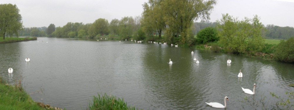 Swans at Ferry Meadows Country Park, Peterborough