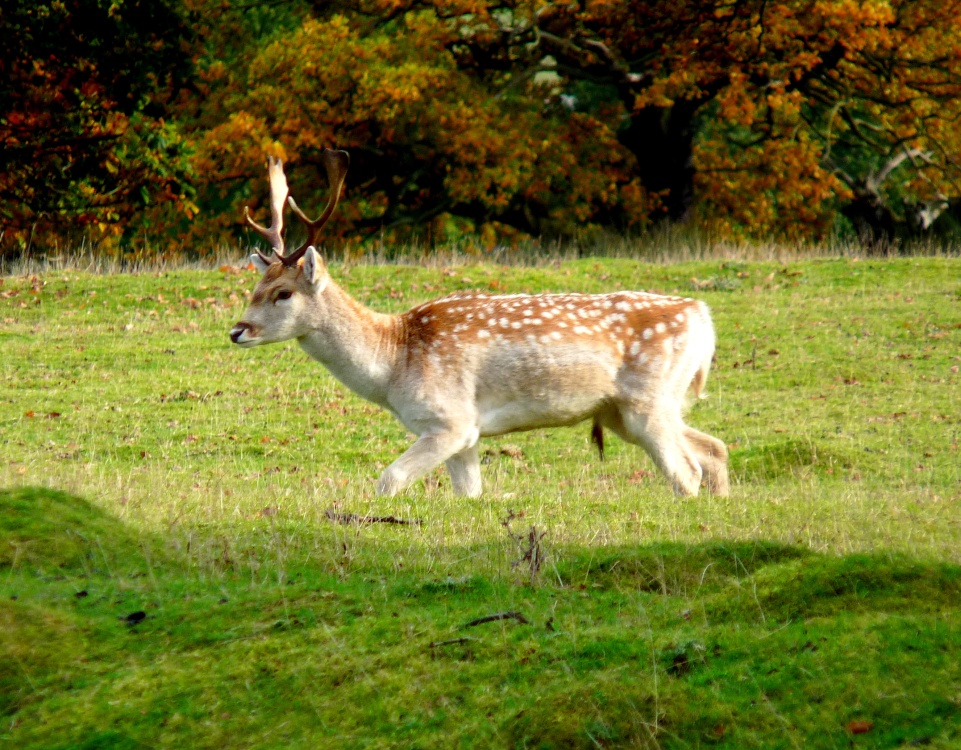 A Fallow Deer in Bradgate Park
