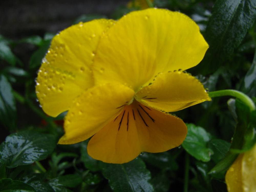 Yellow in the Rain