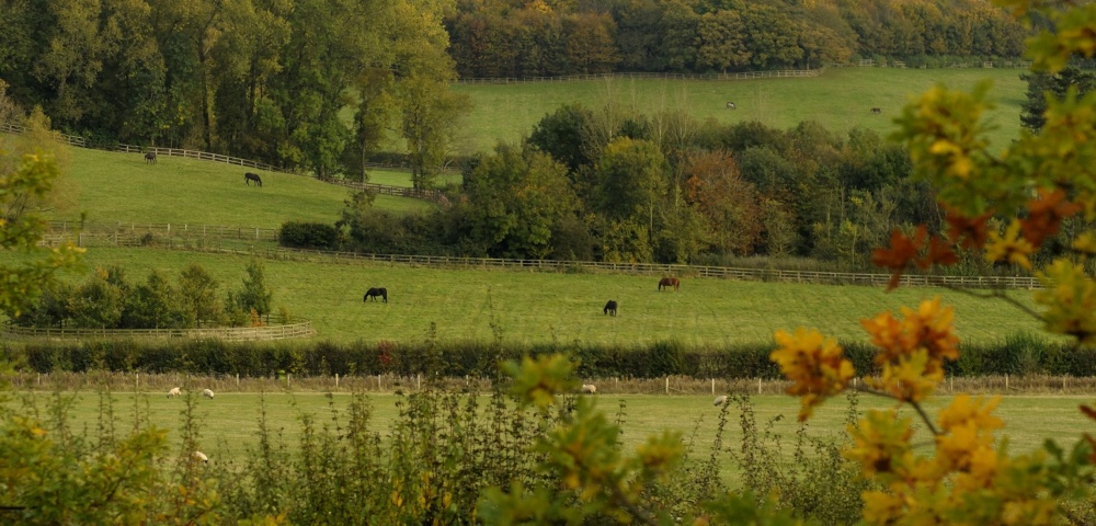 Horses on a farm neighbouring the Waddesdon Estate, Bucks