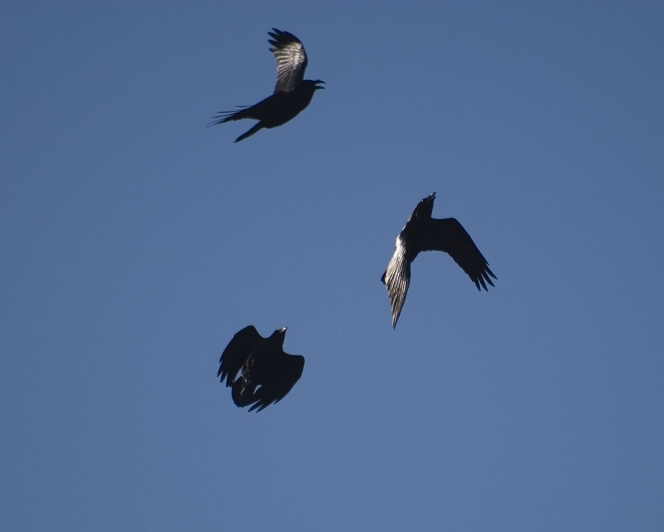 Ravens over Rodborough Common, Gloucestershire.