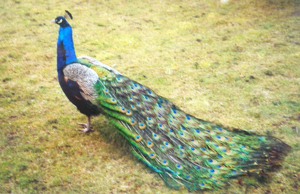 Peacock in Bradgate park leicester