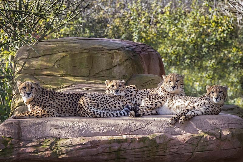 Colchster zoo, Family of Cheetahs.
