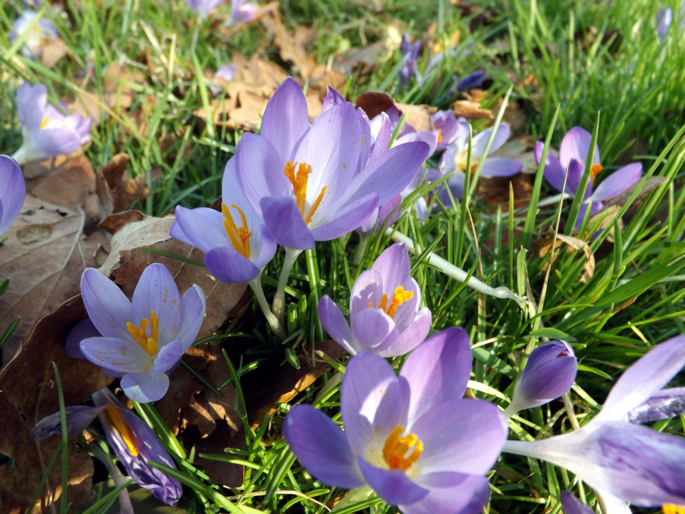 First signs of Spring, Crocus